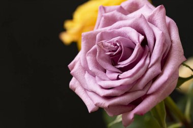 Koyu arkaplanı olan güzel bir gül