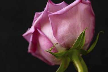 Koyu arkaplanda güzel pembe bir gül, yaz konsepti, yakın görüş  