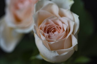 İzole edilmiş arkaplanda güzel bir gül