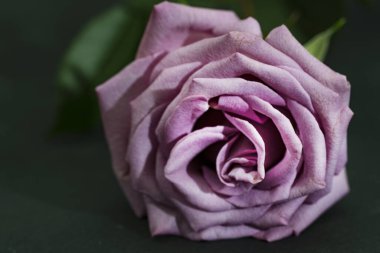 İzole edilmiş arkaplanda güzel bir gül