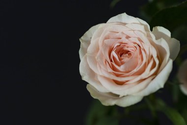 güzel beyaz ve pembe gül siyah arkaplanda