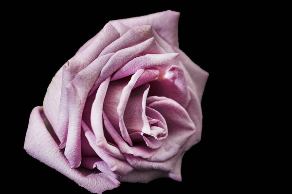 Beautiful rose on isolated background