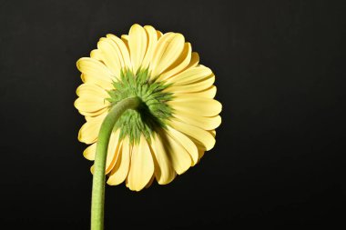 close up of beautiful gerbera  flower on black background 