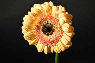 close up of beautiful gerbera  flower on black background 