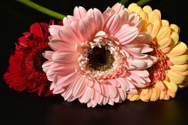 Siyah arka planda güzel Gerbera çiçeklerini kapatın. 