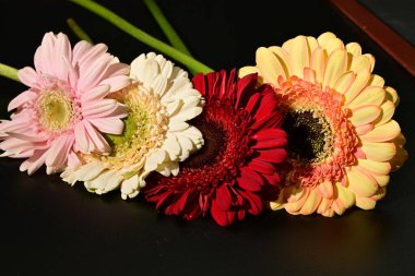 Siyah arka planda güzel Gerbera çiçeklerini kapatın. 