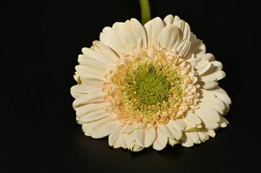 close up of beautiful gerbera  flower on black background 