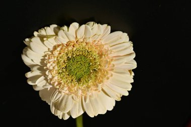 close up of beautiful gerbera  flower on black background 