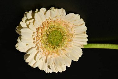 close up of beautiful gerbera  flower on black background 