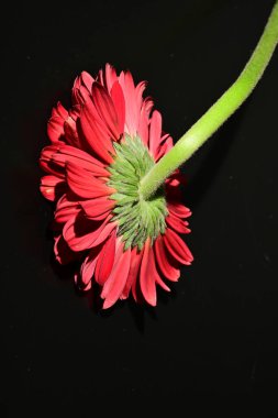 close up of beautiful gerbera  flower on black background 