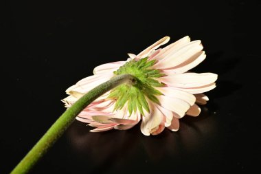 close up of beautiful gerbera  flower on black background 