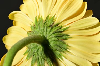 close up of beautiful gerbera  flower on black background 