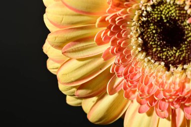 close up of beautiful gerbera  flower on black background 