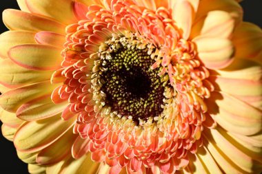 close up of beautiful gerbera  flower on black background 