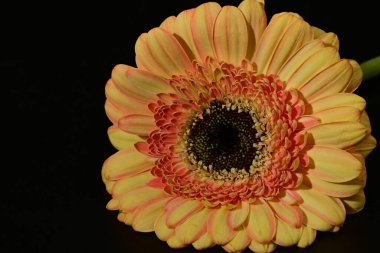 close up of beautiful gerbera  flower on black background 
