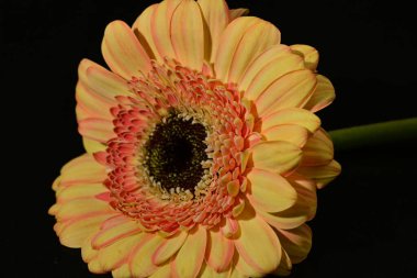 close up of beautiful gerbera  flower on black background 