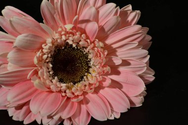 close up of beautiful gerbera  flower on black background 