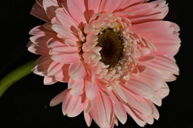 close up of beautiful gerbera  flower on black background 
