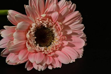 close up of beautiful gerbera  flower on black background 