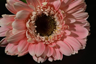 close up of beautiful gerbera  flower on black background 