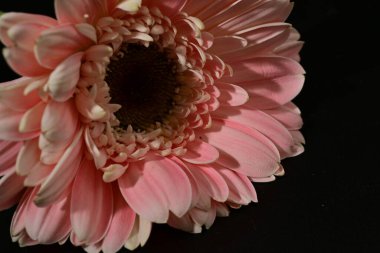 close up of beautiful gerbera  flower on black background 