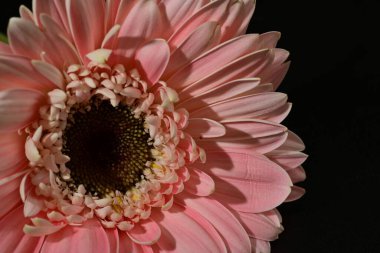 close up of beautiful gerbera  flower on black background 