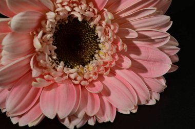 close up of beautiful gerbera  flower on black background 