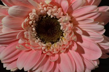close up of beautiful gerbera  flower on black background 