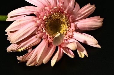 close up of beautiful gerbera  flower on black background 
