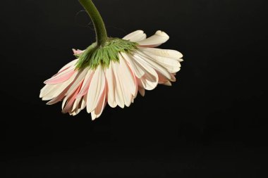 close up of beautiful gerbera  flower on black background 