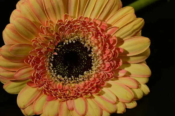 close up of beautiful gerbera  flower on black background 