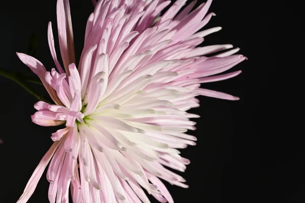 close up of beautiful   flower on black background