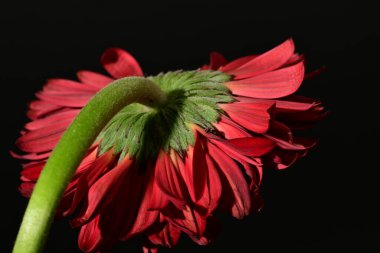 close up of beautiful gerbera  flower on black background 