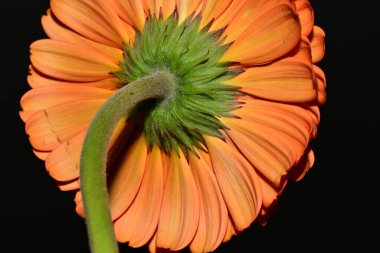 close up of beautiful gerbera  flower on black background 