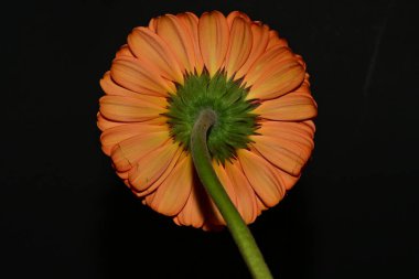 close up of beautiful gerbera  flower on black background 