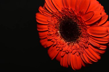 close up of beautiful gerbera  flower on black background 