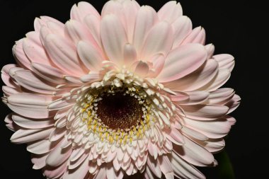 close up of beautiful gerbera  flower on black background 