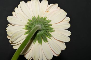 close up of beautiful gerbera  flower on black background 
