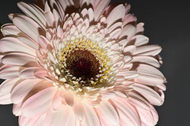 close up of beautiful gerbera  flower on black background 