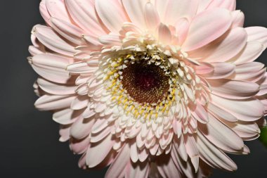 close up of beautiful gerbera  flower on black background 