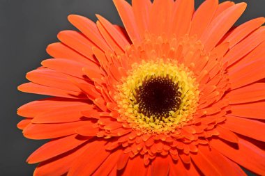 close up of beautiful gerbera  flower on black background 