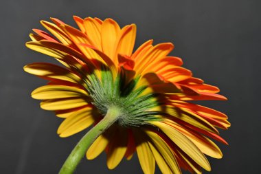 close up of beautiful gerbera  flower on black background 