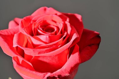 close up of beautiful rose   flower on dark  background 