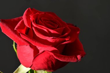 close up of beautiful rose   flower on dark  background 