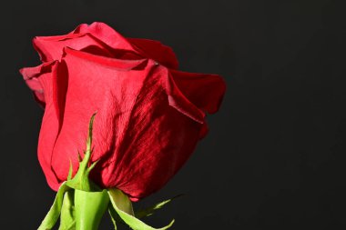 close up of beautiful rose   flower on dark  background 