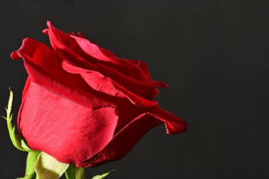 close up of beautiful rose   flower on dark  background 