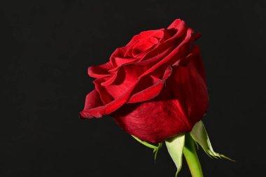 close up of beautiful rose   flower on dark  background 