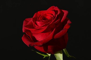 close up of beautiful rose   flower on dark  background 