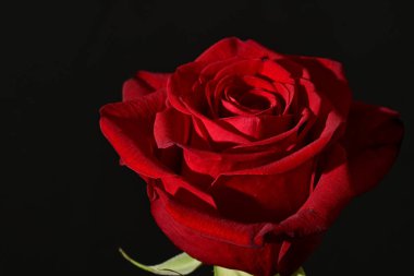 close up of beautiful rose   flower on dark  background 