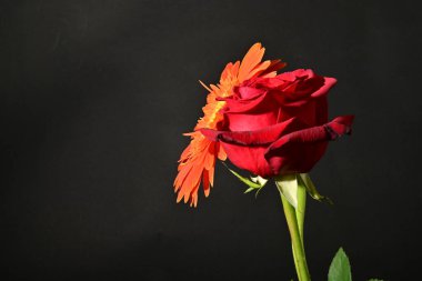 Siyah arkaplandaki güzel çiçekleri kapat 